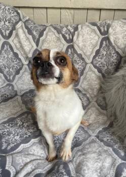 Chihuahua Dogs Available for Adoption in Fort Worth, Texas - Smiley | PetCurious