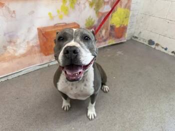 PEBBLES -  Pit Bull Terrier and Mixed Breed Dog for Adoption in San Bernardino, California - PEBBLES | PetCurious