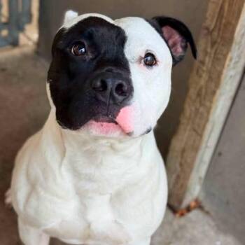 Sock Puppet ~ Coming Soon!!! -  Pit Bull Terrier Dog for Adoption in Chicago, Illinois - Sock Puppet ~ Coming Soon!!! | PetCurious