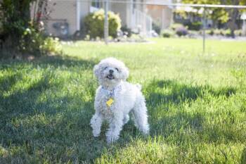 Sugar Puff -  Poodle Dog for Adoption in Salt Lake City, Utah - Sugar Puff | PetCurious