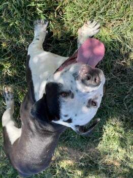 CHUBBS -  Pit Bull Terrier Dog for Adoption in Modesto, California - CHUBBS | PetCurious
