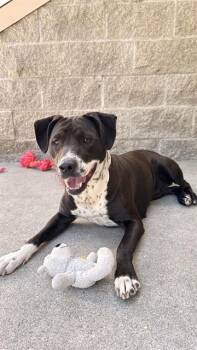 PEACHES -  Pit Bull Terrier Dog for Adoption in Fremont, California - PEACHES | PetCurious