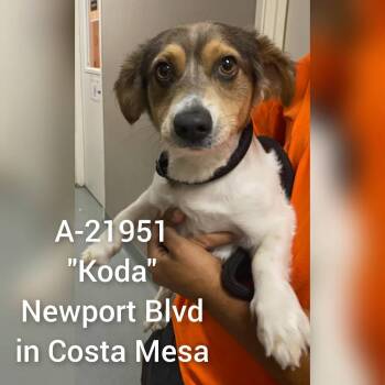 Koda -  Jack Russell Terrier and Mixed Breed Dog for Adoption in Westminster, California - Koda | PetCurious