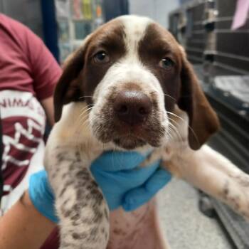 German Shorthaired Pointer and Labrador Retriever Dogs Available for Adoption in Hattiesburg, Mississippi - Hiya | PetCurious