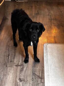 Kyle -  Retriever Dog for Adoption in Valley Stream, New York - Kyle | PetCurious