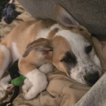 Mixed Breed Dogs Available for Adoption in Buffalo, Minnesota - Gus Gus | PetCurious