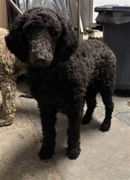 LICORICE -  Poodle Dog for Adoption in Camarillo, California - LICORICE | PetCurious