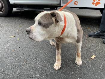 Pit Bull Terrier Dogs Available for Adoption - LUNA | PetCurious