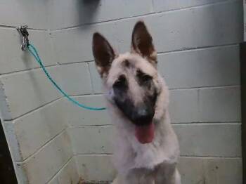 German Shepherd Dog Dogs Available for Adoption in Tulsa, Oklahoma - SANSON | PetCurious