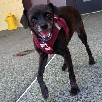 Umbrella 14335 -  Chihuahua Dog for Adoption in San Francisco, California - Umbrella 14335 | PetCurious