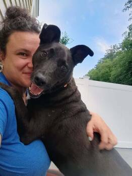 Woody (LOCATED AT BTDR) -  Mixed Breed Dog for Adoption in Leverett, Massachusetts - Woody (LOCATED AT BTDR) | PetCurious