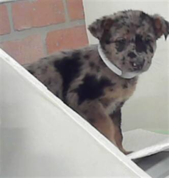 Australian Cattle Dog Blue Heeler and Catahoula Leopard Dog Dogs Available for Adoption in Houston, Texas - NINA | PetCurious