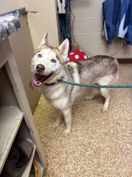 Zeus -  Siberian Husky Dog Available for Adoption in Deer Park, Washington - Zeus | PetCurious