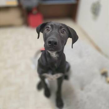 Noelle -  Shepherd and Mixed Breed Dog Available for Adoption in Reno, Nevada - Noelle | PetCurious