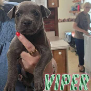 Viper -  Staffordshire Bull Terrier and Mixed Breed Dog for Adoption in Hillsboro, Ohio - Viper | PetCurious