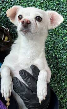 Snow -  Miniature Poodle and Chihuahua Dog for Adoption in El Paso, Texas - Snow | PetCurious