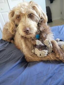 Teddy - COURTESY LISTING -  Australian Shepherd and Standard Poodle Dog for Adoption in Algood, Tennessee - Teddy - COURTESY LISTING | PetCurious