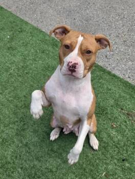 Clover -  Pit Bull Terrier Dog for Adoption in Fayetteville, West Virginia - Clover | PetCurious