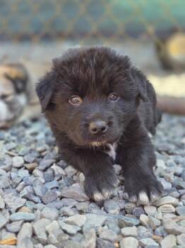 Rhysand (Red) -  Siberian Husky and Pit Bull Terrier Dog for Adoption - Rhysand (Red) | PetCurious