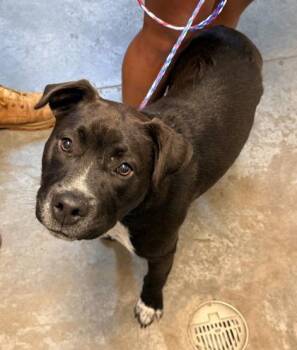 Pit Bull Terrier and Mixed Breed Dogs Available for Adoption in Bowling Green, Kentucky - Oreo | PetCurious