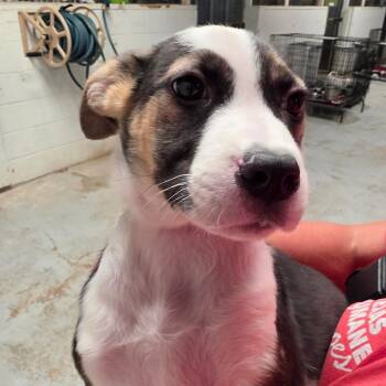 Squirtle -  Mixed Breed Dog for Adoption in Leander, Texas - Squirtle | PetCurious