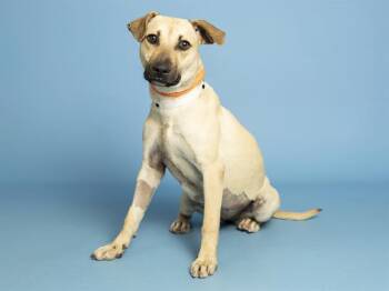 Black Mouth Cur and Mixed Breed Dogs Available for Adoption - BUTTERCUP | PetCurious