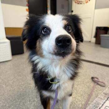 Rescue Shepherd and Cattle Dog Dogs for Adoption in Spring Hill, Kansas - Fergie | PetCurious