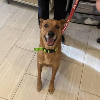 Canaan Dog and Carolina Dog Dogs Available for Adoption - Dallas | PetCurious