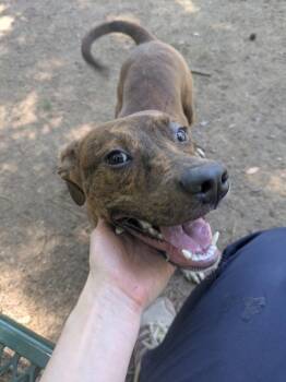 Labrador Retriever Dogs Available for Adoption in Little Rock, Arkansas - Dumplin | PetCurious