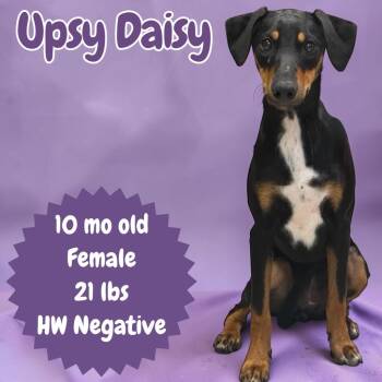 Upsy Daisy -  Miniature Pinscher Dog for Adoption in Sorrento, Louisiana - Upsy Daisy | PetCurious