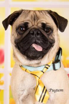 Pugum -  Pug Dog for Adoption in Gilbert, Arizona - Pugum | PetCurious