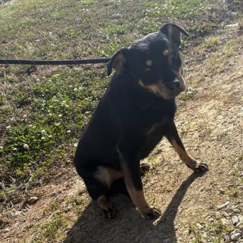 Labrador Retriever Dogs Available for Adoption in Tupelo, Mississippi - Barkly - 010502U | PetCurious