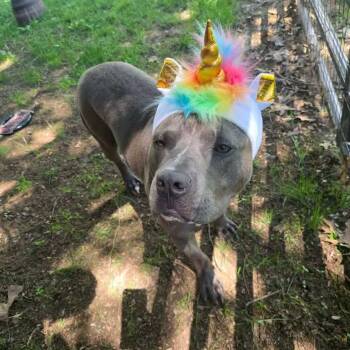 Opie -  Pit Bull Terrier Dog for Adoption in Carmel Hamlet, New York - Opie | PetCurious