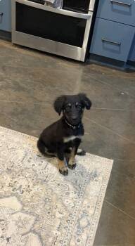 Kaiser -  Australian Shepherd Dog for Adoption - Kaiser | PetCurious