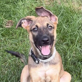 June Bug -  Shepherd and Mixed Breed Dog for Adoption in Shakopee, Minnesota - June Bug | PetCurious