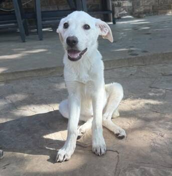Ivy -  Labrador Retriever and Mixed Breed Dog for Adoption in Warr Acres, Oklahoma - Ivy | PetCurious