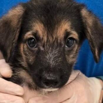 Shane -  Mixed Breed Dog for Adoption - Shane | PetCurious