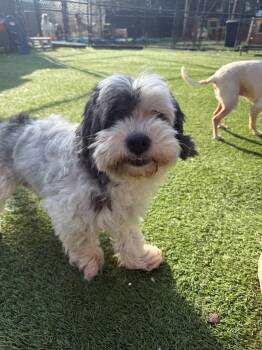 Shih Tzu Dogs Available for Adoption - Polo | PetCurious
