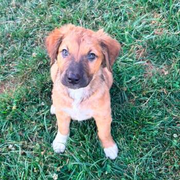 Serrano - Pre Adoption -  Mixed Breed Dog for Adoption in Kettering, Ohio - Serrano - Pre Adoption | PetCurious