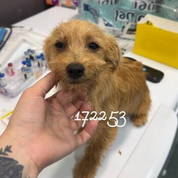Dachshund and Terrier Dogs Available for Adoption in Chico, California - CLUE | PetCurious