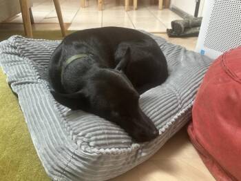 Labrador Retriever Dogs Available for Adoption - Disco | PetCurious