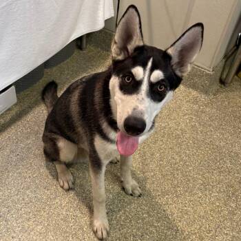 IVHS-Stray-140010 -  Husky Dog for Adoption in San Gabriel, California - IVHS-Stray-140010 | PetCurious