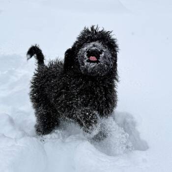 Standard Poodle and Golden Retriever Dogs Available for Adoption - Romeo | PetCurious