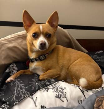 Rescue Chihuahua Dogs for Adoption in Port Barrington, Illinois - Peaches | PetCurious