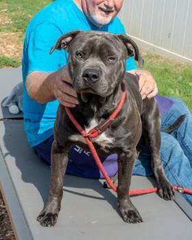 Jemetrius -  Mixed Breed Dog for Adoption in Chamblee, Georgia - Jemetrius | PetCurious