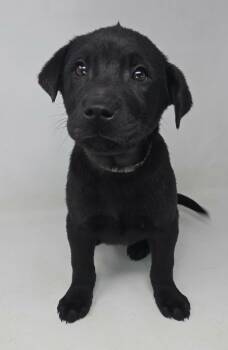 Golden Retriever and Shar Pei Dogs Available for Adoption - Octavia *foster Needed*  | PetCurious