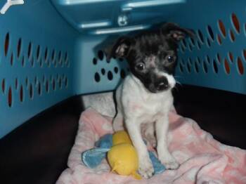 Chihuahua Dogs Available for Adoption in San Jose, California - APOLLO | PetCurious
