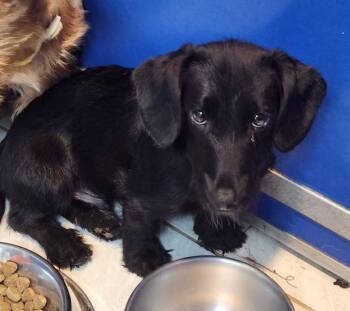 Tiny -  Wirehaired Terrier and Dachshund Dog for Adoption in Walnutport, Pennsylvania - Tiny | PetCurious