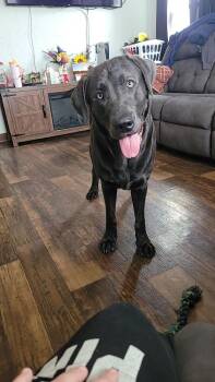 Labrador Retriever Dogs Available for Adoption - Smoke | PetCurious