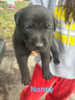 Mixed Breed Dogs Available for Adoption in Hillsboro, Ohio - Nonny | PetCurious